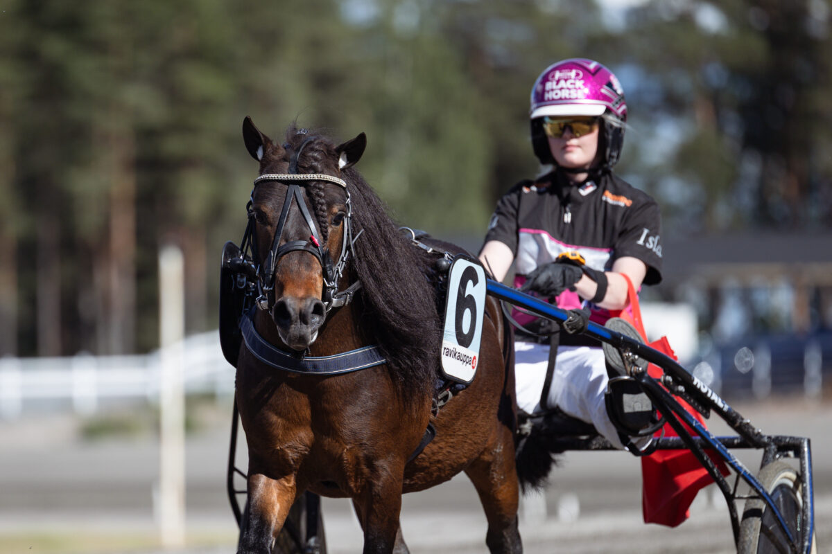 Peter the Great-poni ravikilpailuissa. Kärryillä ponia ohjastaa Isla Ruhkala.